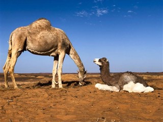 サウジアラビア