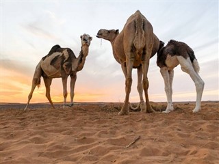 サウジアラビア