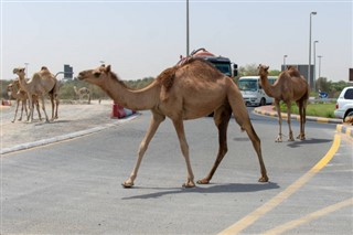 サウジアラビア