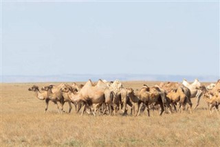 サウジアラビア