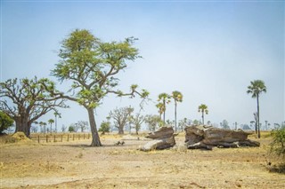 Senegalas