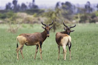 Senegal