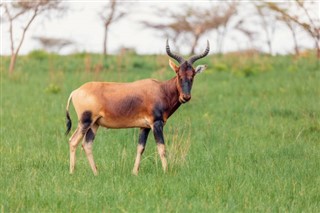 Senegalas