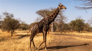 Senegal