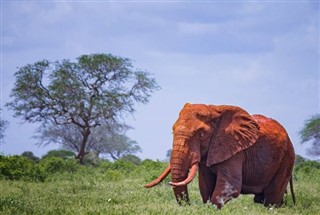 Senegal