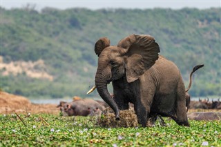 Senegalas