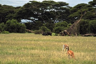 Senegalas