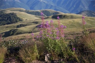 Sırbistan