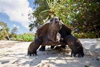 Seychellit