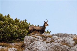 Словенија