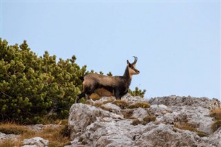 Slovenië