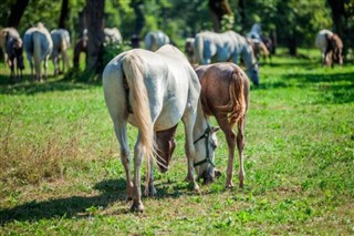 ஸ்லோவேனியா