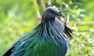 சாலமன்