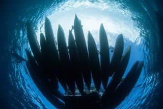 ソロモン諸島