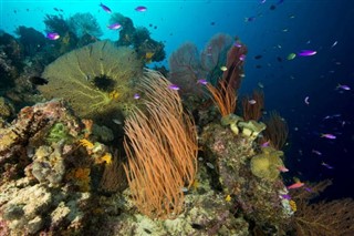 ソロモン諸島