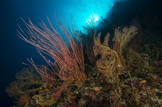 ソロモン諸島