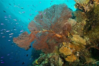 ソロモン諸島