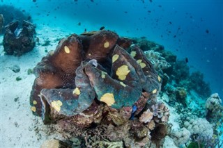 ソロモン諸島