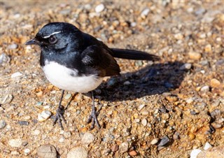 ソロモン諸島