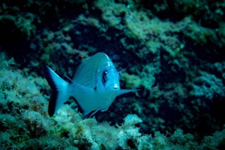 ソロモン諸島