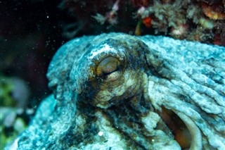 ソロモン諸島