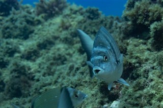 ソロモン諸島