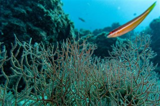 ソロモン諸島