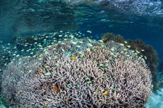 ソロモン諸島