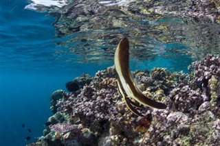 ソロモン諸島