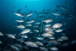 ソロモン諸島