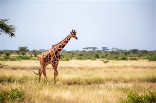 Somalië