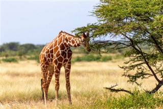 somalia