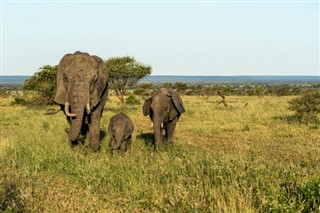 Afrika