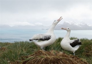 Etelä-Georgia