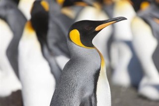 サウスジョージアザ・サウスサンドウィッチ諸島