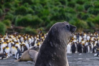 サウスジョージアザ・サウスサンドウィッチ諸島