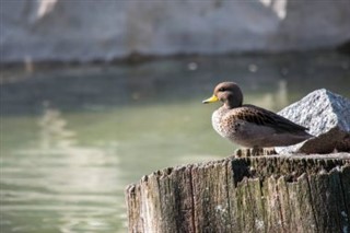 サウスジョージアザ・サウスサンドウィッチ諸島