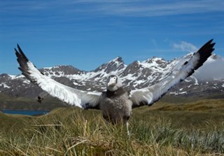 Zuid-Georgië