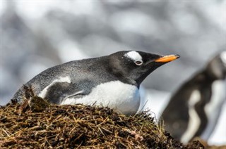 サウスジョージアザ・サウスサンドウィッチ諸島