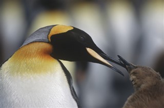 サウスジョージアザ・サウスサンドウィッチ諸島