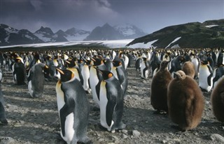 サウスジョージアザ・サウスサンドウィッチ諸島