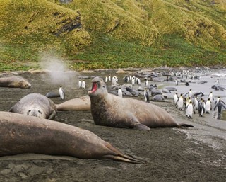 サウスジョージアザ・サウスサンドウィッチ諸島