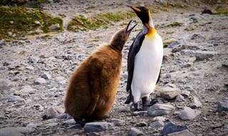 サウスジョージアザ・サウスサンドウィッチ諸島