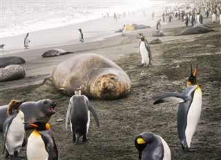 サウスジョージアザ・サウスサンドウィッチ諸島