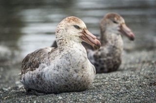 サウスジョージアザ・サウスサンドウィッチ諸島