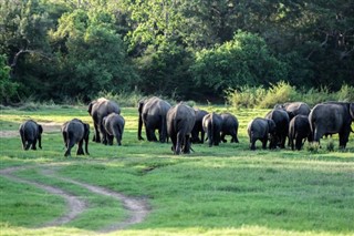 শ্রীলংকা