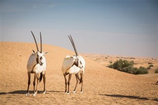 سودان