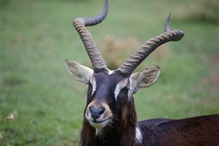 Sudan