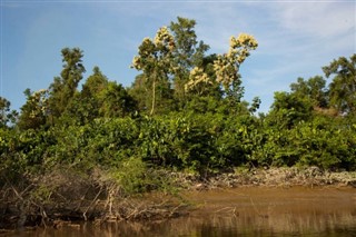 সুরিনাম