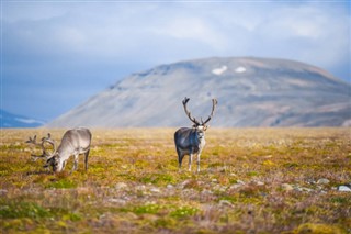 Svalbard